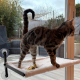 Hamac pour Chat, à ventouses