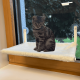 Hamac pour Chat, à ventouses